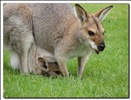 Wallaby with Joey